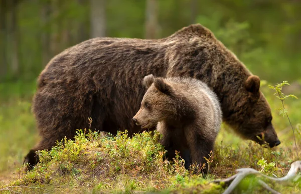 Close Filhote Urso Eurasian Brown Bonito Com Uma Mãe Urso — Fotografia de Stock