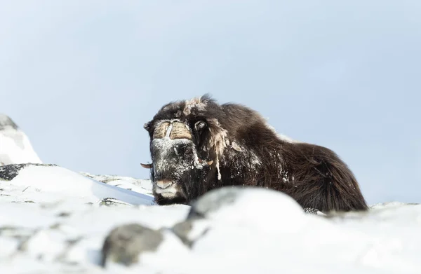 Detailní Záběr Samce Musk Bovise Ležícího Sněhu Zima Norsku — Stock fotografie