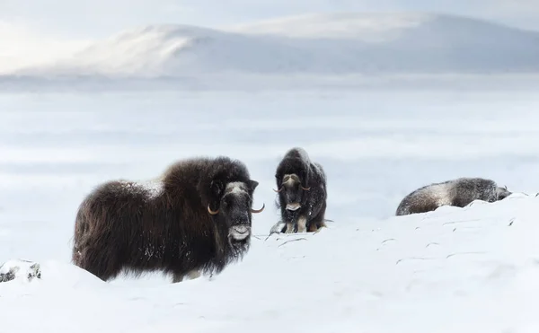 Gruppo Buoi Muschiati Nelle Montagne Dovrefjell Inverno Norvegia — Foto Stock