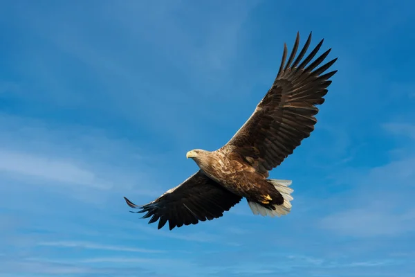Близько Білохвостого Моря Eagle Haliaeetus Albicilla Польоті Норвегія — стокове фото