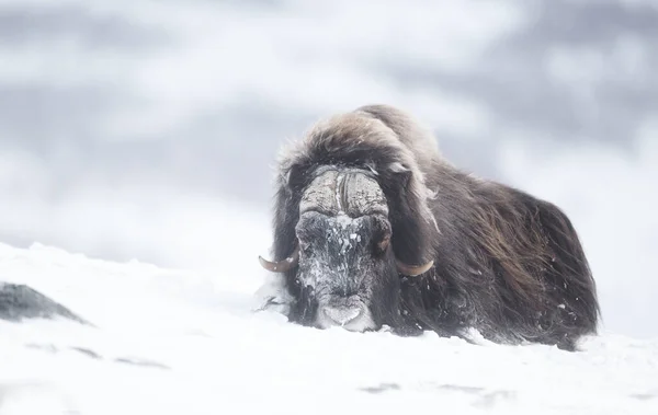Großaufnahme Eines Männlichen Moschusochsen Auf Schnee Liegend Winter Norwegen — Stockfoto