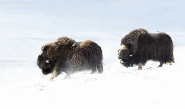Musk Oxen Dovrefjell Mountains Winter Norway — 스톡 사진