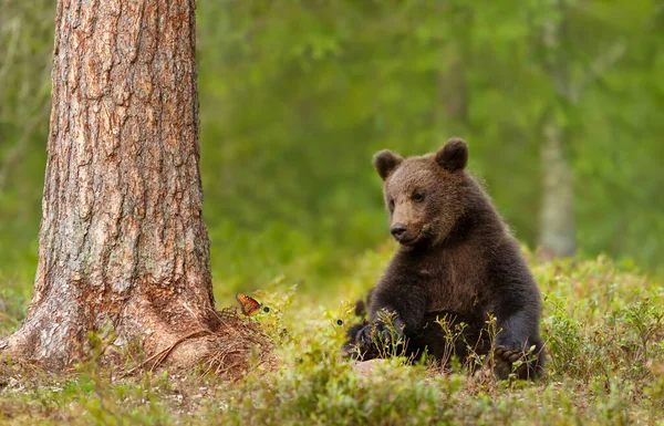 Close Filhote Urso Eurasian Brown Bonito Com Uma Borboleta Finlândia — Fotografia de Stock