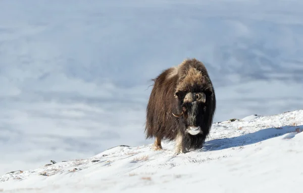 冬のドブレフジェル山脈の雄ムスクオックスのクローズアップ ノルウェー — ストック写真