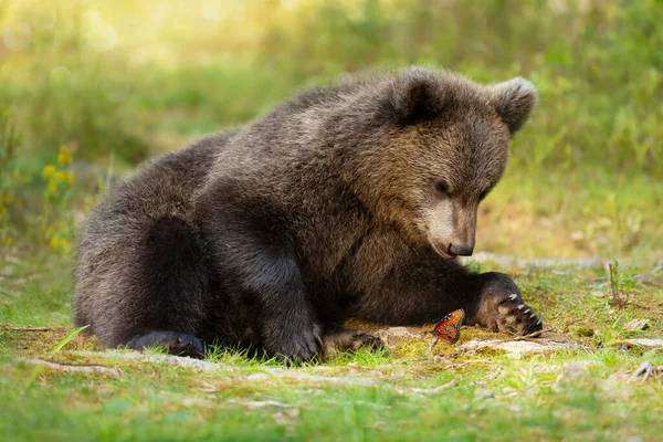 Close Cute Eurasian Brown Bear Cub Watching Butterfly Finlandia — Foto Stock