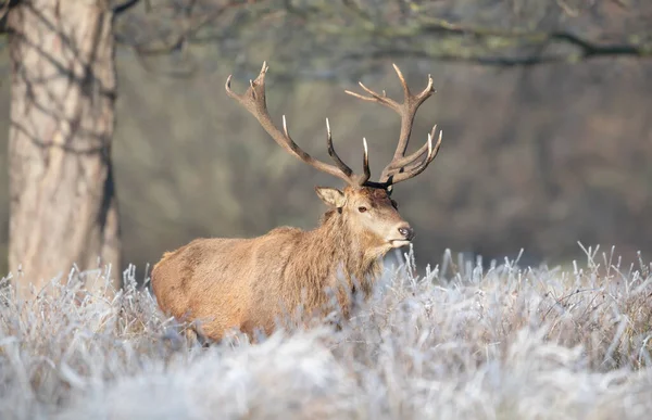Primo Piano Cervo Rosso Inverno Regno Unito — Foto Stock