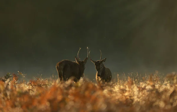 Close Two Young Red Deer Stags Fighting Dawn Rutting Season — Stock Photo, Image