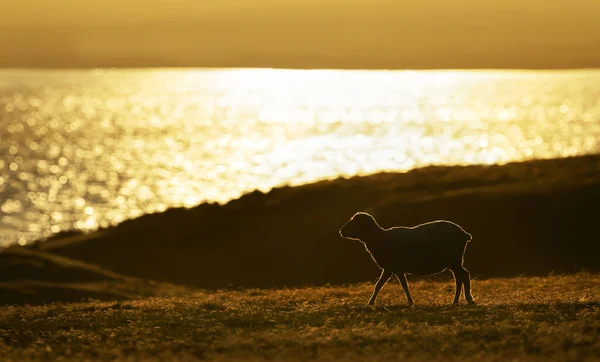 Отара Овець Світанку Фолклендських Островах — стокове фото