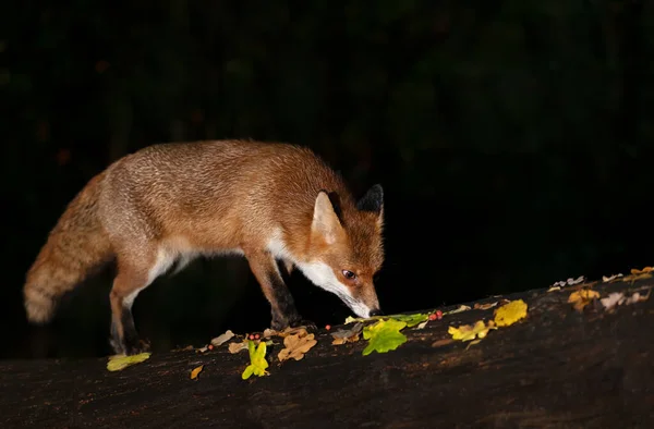 英国の夜に秋に赤いキツネ のクローズアップ — ストック写真