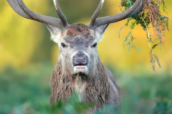 Impresionante Retrato Ciervo Rojo Ciervo Con Salmuera Astas Reino Unido — Foto de Stock