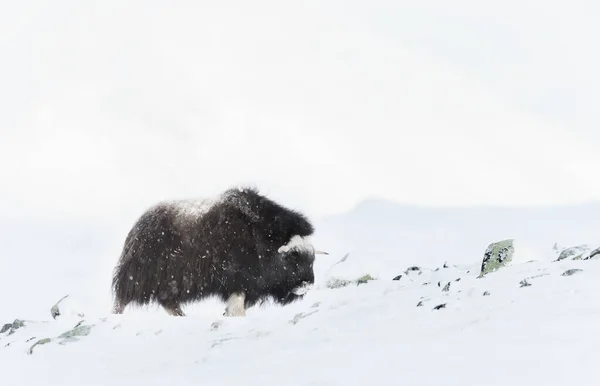 冬に降る雪の中でムスク オックスの少年 ノルウェー — ストック写真