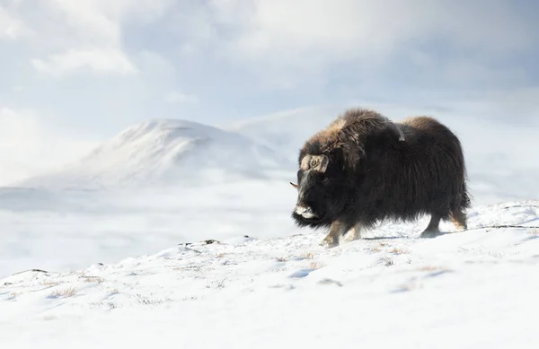 冬には ノルウェーの男性ジャコウ牛のクローズ アップ — ストック写真