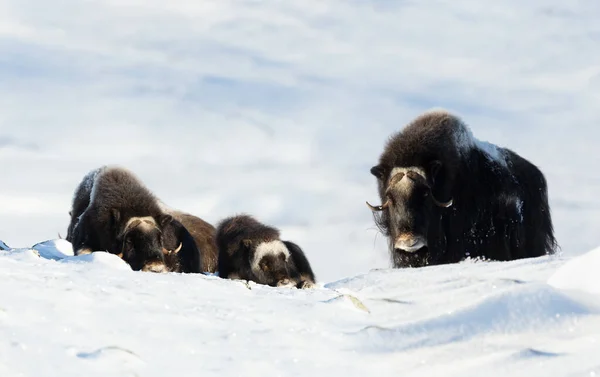 ノルウェー 冬のドヴレフェル山のムスク オックスのグループ — ストック写真