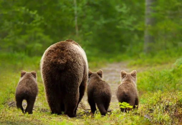 一只欧亚大陆棕熊妈妈和她的三只幼崽正赶回森林 — 图库照片