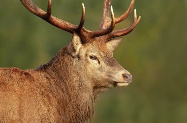 Sonbaharda İngiltere 'deki monotonluk döneminde Kızıl bir geyiğin portresi..