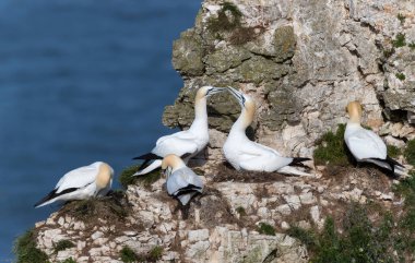 Kuzey Denizi kıyısındaki bir uçurumda kuzey sümsük kuşlarını (Morus bassana) birbirine bağlamak için yakın durun..