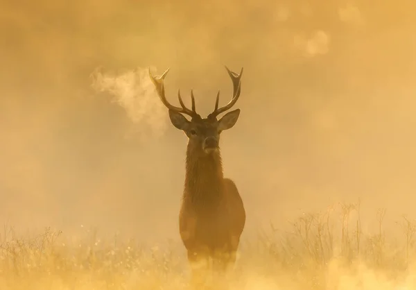 Close Red Deer Stag Ruts Season Sunrise — Foto Stock