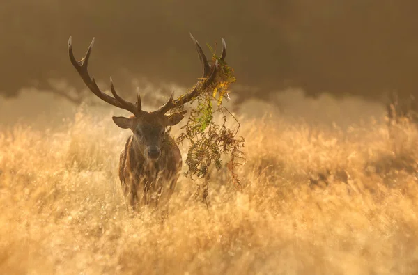 일출무렵의 팔찌를 사슴의 — 스톡 사진