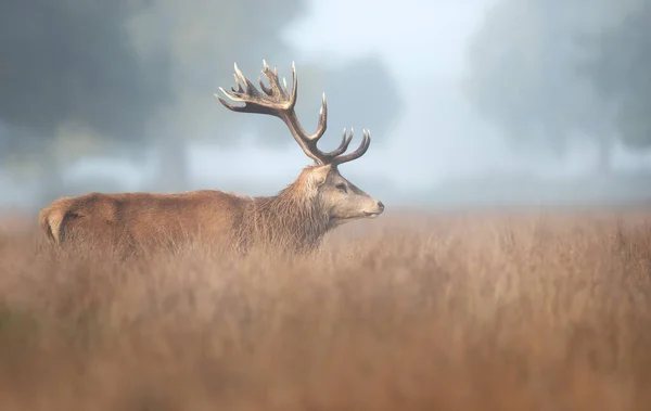 Close Red Deer Stag Misty Autumn Morning — Stock Photo, Image