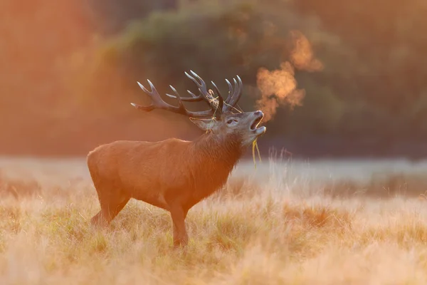 Close Red Deer Calling Rutting Season Sunrise — Stock Photo, Image