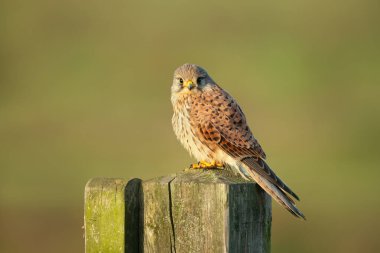 Birleşik Krallık 'ta ahşap bir direğe tünemiş bir kerkenezin (Falco tinnunculus) yakınında..