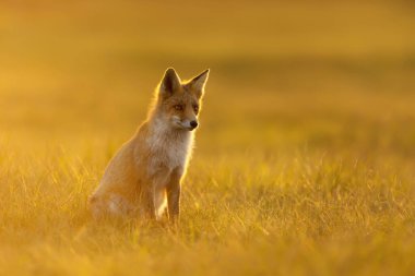 Gün batımında çayırda bir kızıl tilkinin (vulpes vulpes) kapanışı.