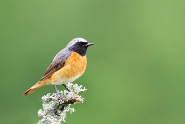 Birleşik Krallık 'ta yosunlu bir tüneğe tünemiş Yaygın bir Redstart' in yakınında..