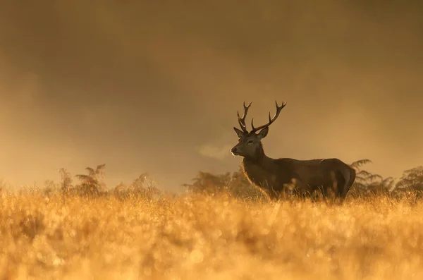 Gros Plan Cerf Red Deer Pendant Saison Rut Lever Soleil — Photo