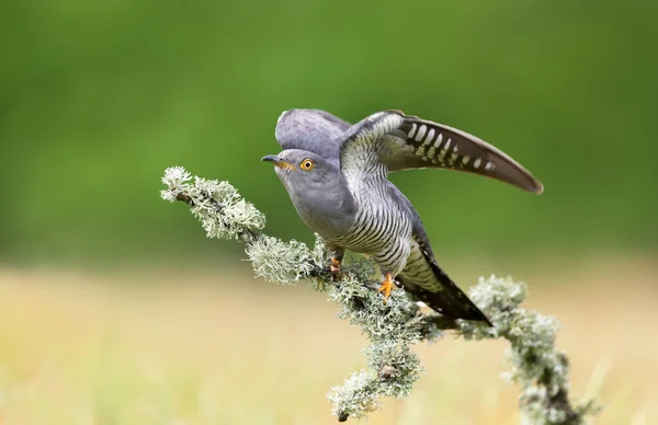 Aproape Cuckoo Comun Cocoțat Ramură Copac Mossy Marea Britanie — Fotografie, imagine de stoc