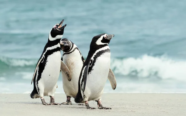 Group Magellanic Penguins Sandy Beach Falkland Islands — Stock Photo, Image