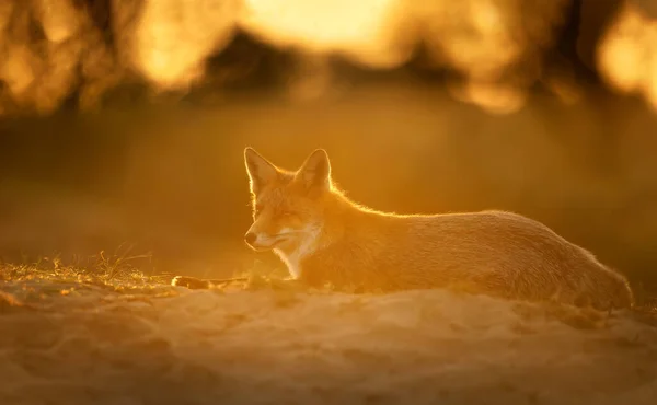 Nahaufnahme Eines Rotfuchses Vulpes Vulpes Bei Sonnenuntergang — Stockfoto