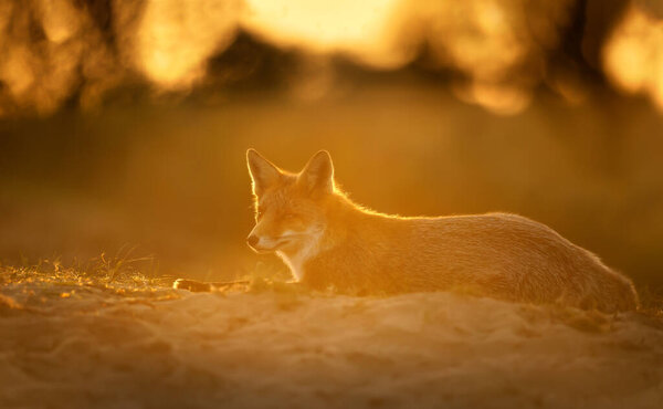 Close up of a red fox (vulpes vulpes) at sunset.