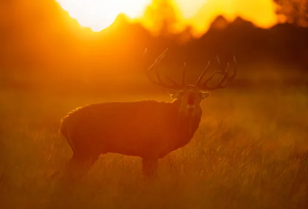 Silhouette Red Deer Stag Calling Rutting Season Sunrise — Stock Photo, Image