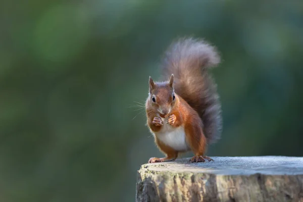 一只吃着树干上坚果的红松鼠的近身特写镜头 — 图库照片
