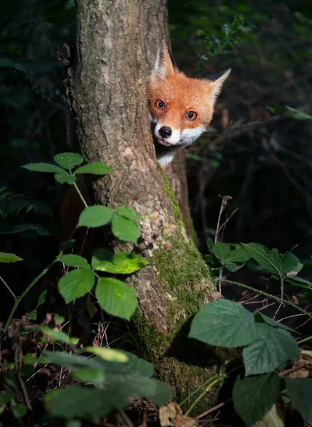 Закрыть Игривого Рыжего Лиса Прячущегося Деревом Лесу Великобритания — стоковое фото