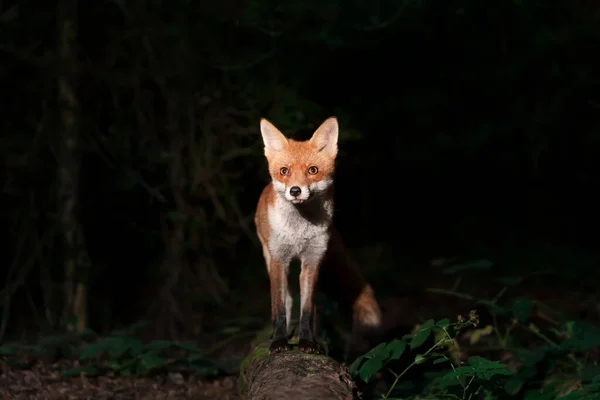Вночі Біля Червоного Лисиці Vulpes Vulpes Лісі Велика Британія — стокове фото