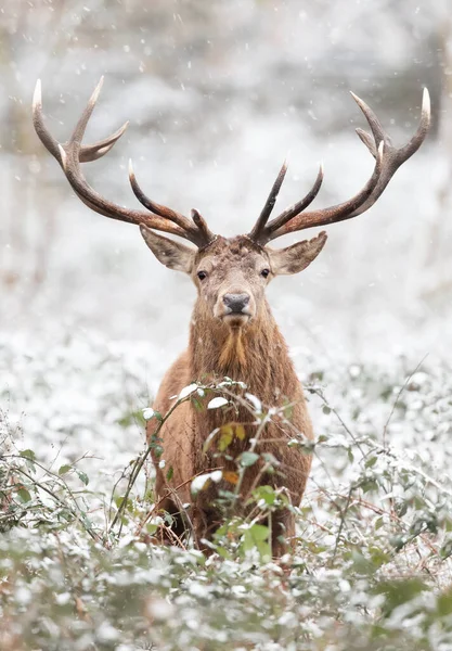 Gros Plan Cerf Rouge Hiver Royaume Uni — Photo