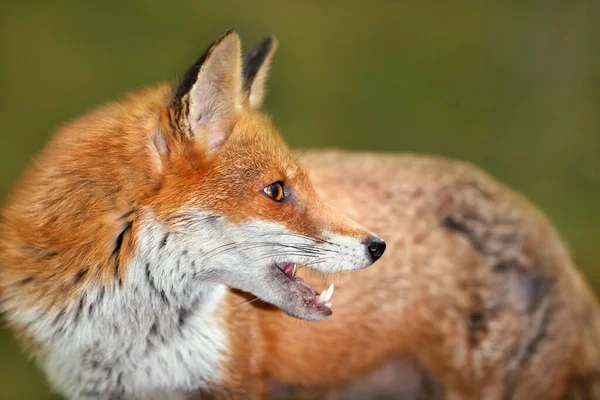 Portrait Red Fox Vulpes Vulpes — 스톡 사진