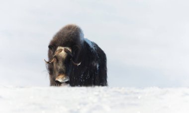 Kışın Bir Musk Ox yakın çekim, Norveç.