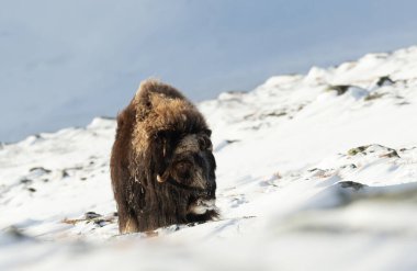 Kışın Dovrefjell dağlarında bir erkek Misk Öküzü yakın, Norveç.