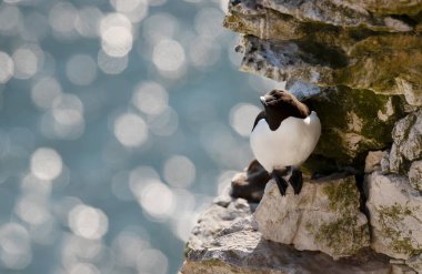 Bir uçurumun kenarındaki Razorbill 'i Bokeh arka planına yakın tut, İngiltere.