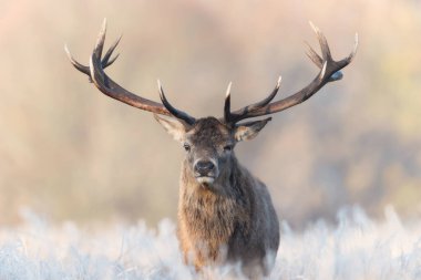 Kışın İngiltere 'de bir kızıl geyik geyiğine yakın..