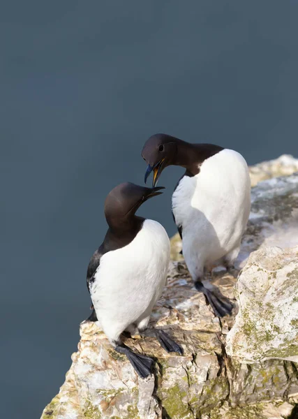 Close Two Common Guillemots Uria Aalge Cliff — Stock Photo, Image