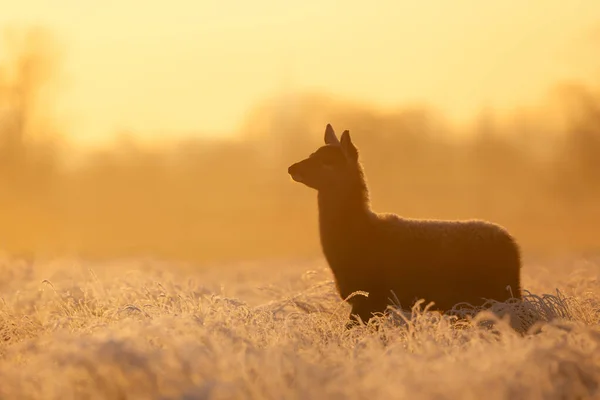 Close Van Een Red Deer Hind Bij Zonsopgang Winter — Stockfoto
