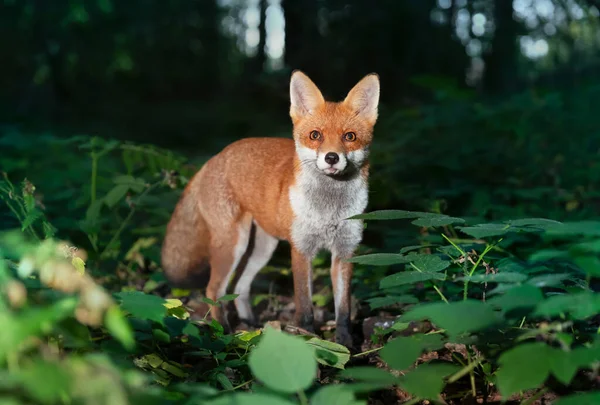 Close Red Fox Vulpes Vulpes Forest Night — Stock Photo, Image