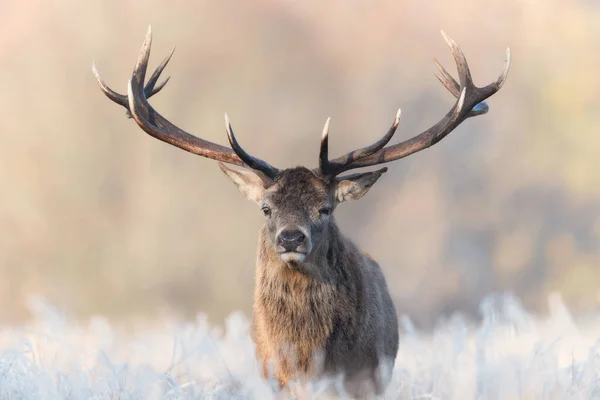 冬に赤い鹿の切手を閉じる イギリス — ストック写真