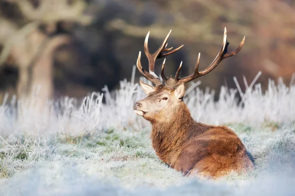 Close Red Deer Stag Lying Frosted Grass Winter — Stock Photo, Image