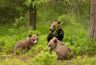 Finlandiya ormanlarındaki neşeli Avrupa kahverengi ayılarına (Ursus arctos arctos) yakın çekim.