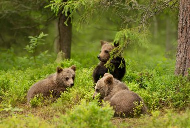 Close up of playful European brown bear (Ursus arctos arctos) cubs in the woods of Finland. clipart
