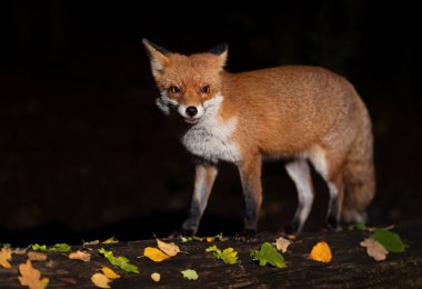 Sonbaharda İngiltere 'de bir Kızıl Tilki' nin (Vulpes vulpes) kapanışı..